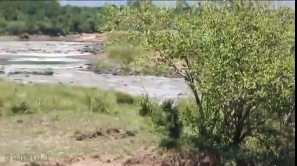 КРОКОДИЛЫ РВУТ ЗЕБРУ