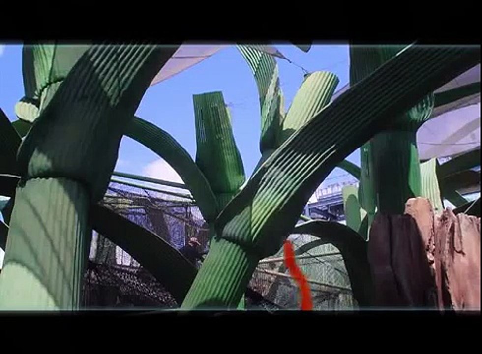 Stop motion Countdown
