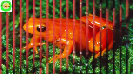 World Top 10 Weirdest Frogs