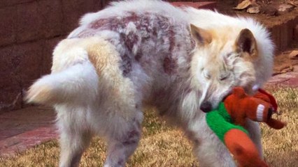 Rescuer Thinks She Saved One Dog, Unknowingly Saves A Lot More