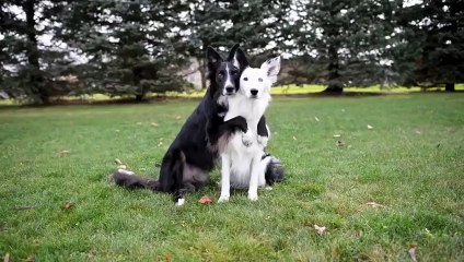 Dogs flawlessly pose for heart-melting photo session !!