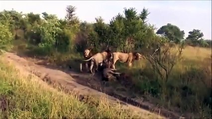 ЛЬВЫ УБИВАЮТ ЛЬВА