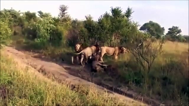 ЛЬВЫ УБИВАЮТ ЛЬВА