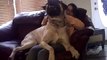 Un chien très très gros : English Mastiff