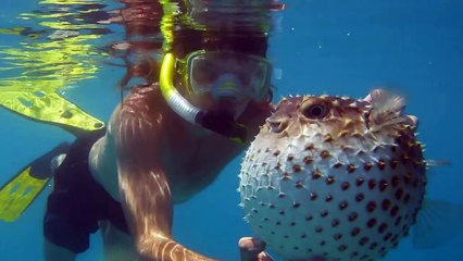 Морской прикол,рыба ёж.