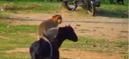 naughty monkey to disturb goat- funny video-
