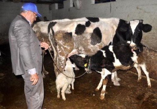 Buzağı ve Kuzunun 'Süt Kardeşliği' İnsanlara Örnek Olacak Türden!