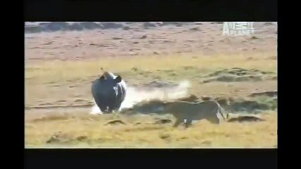 НОСОРОГ РАЗОГНАЛ ВСЕХ ЛЬВОВ