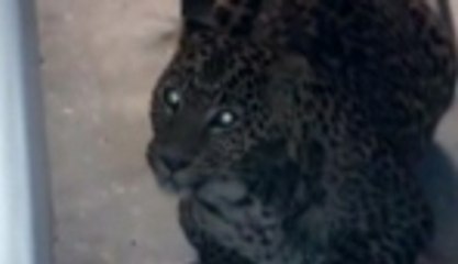 Yine leopar yine Hindistan!