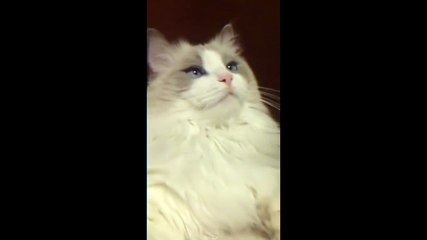 Cat Gets its Teeth Brushed