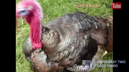 Dinde feat. Maki / California Love 2016