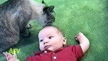 Cats Taking Care Of Babies - Cutest Pets - AFV Kids