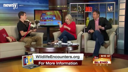 Skunk Prank Makes TV Anchors Freak Out Newsy