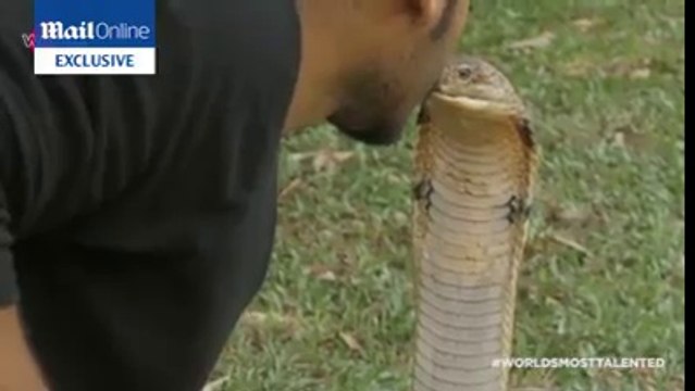 Bu adam tam bir çılgın. Yılanı dudağından öpüyor :)