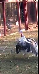 Baş döndüren kadın işte böyle olur :D