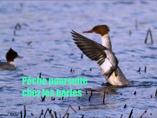 Pêche poursuite chez les harles bièvres 2