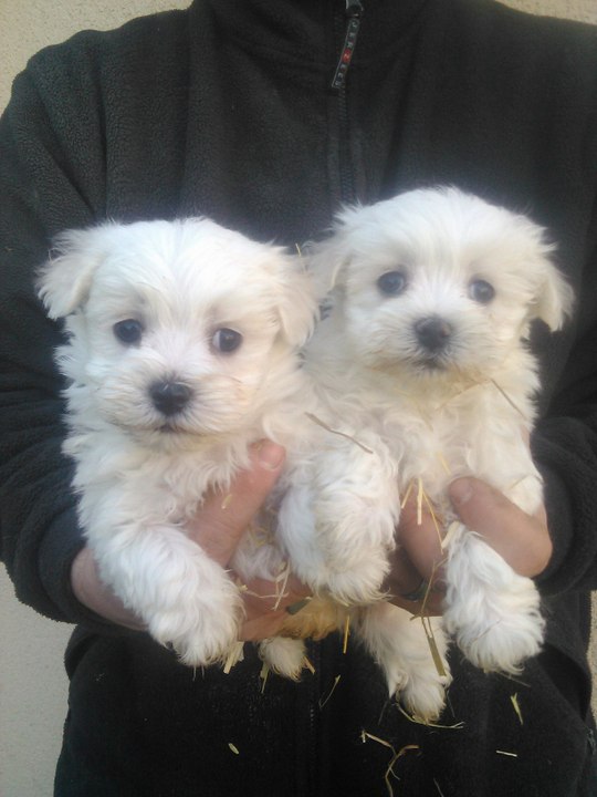 Chiots bichons maltais nés le 7 janvier