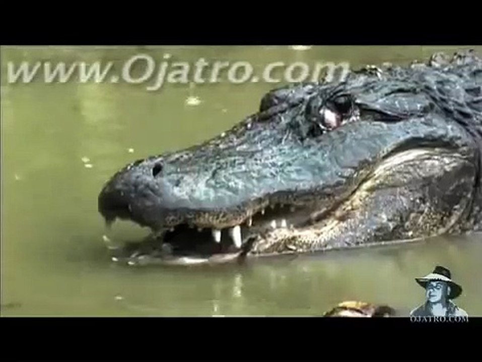 Python vs Alligator  01 -- Real Fight -- Python attacks Alligator