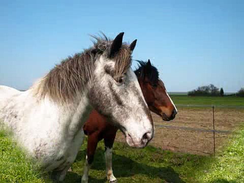 Chevaux (APPALOOSA)