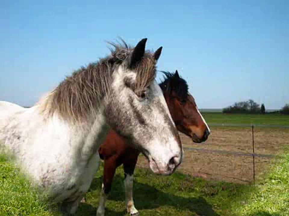 Chevaux (APPALOOSA)