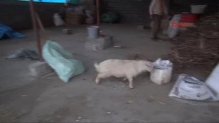 Osmaniye Buzağı ve Kuzunun 'Süt Kardeşliği'