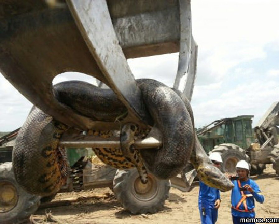 Giant Anaconda found in Brazil