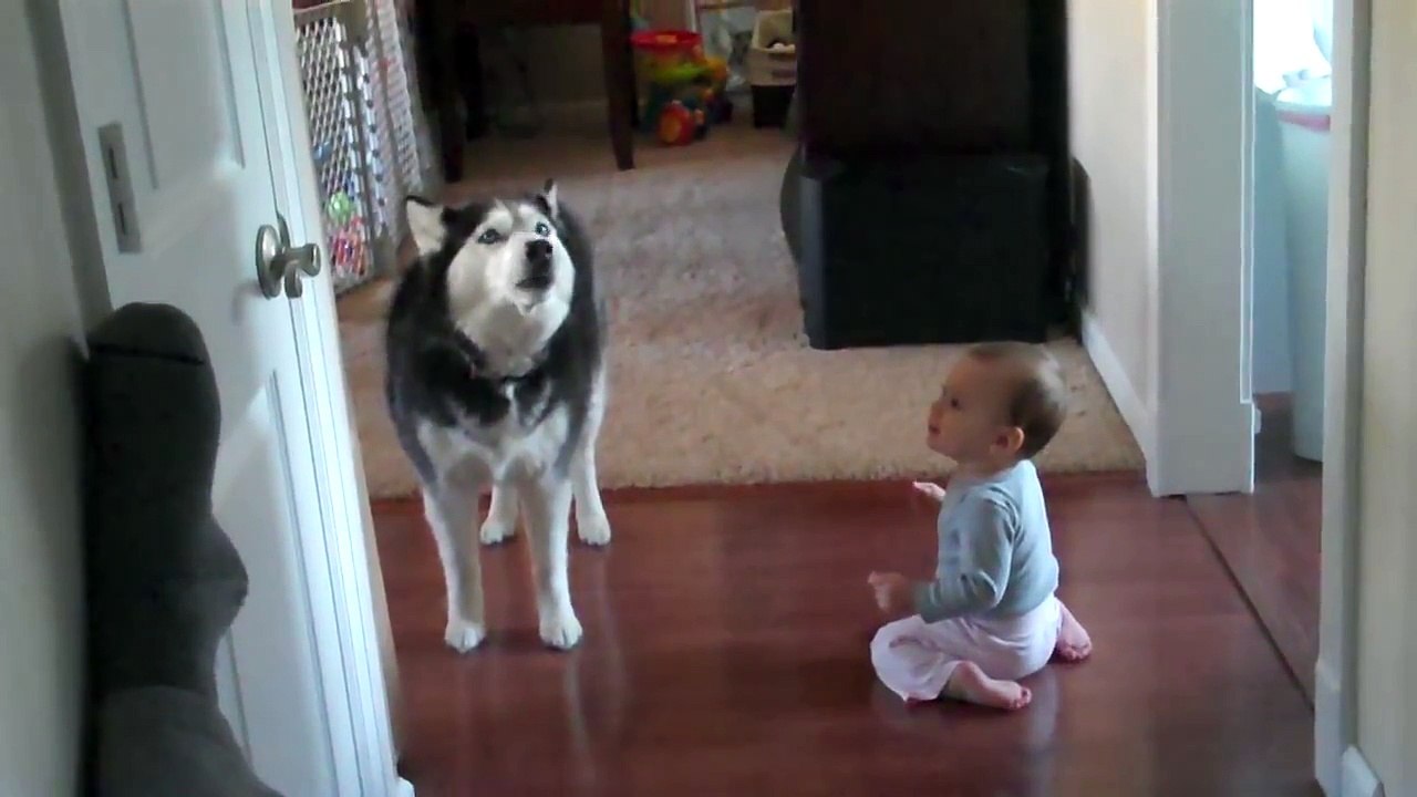 Husky Howls Along With Baby