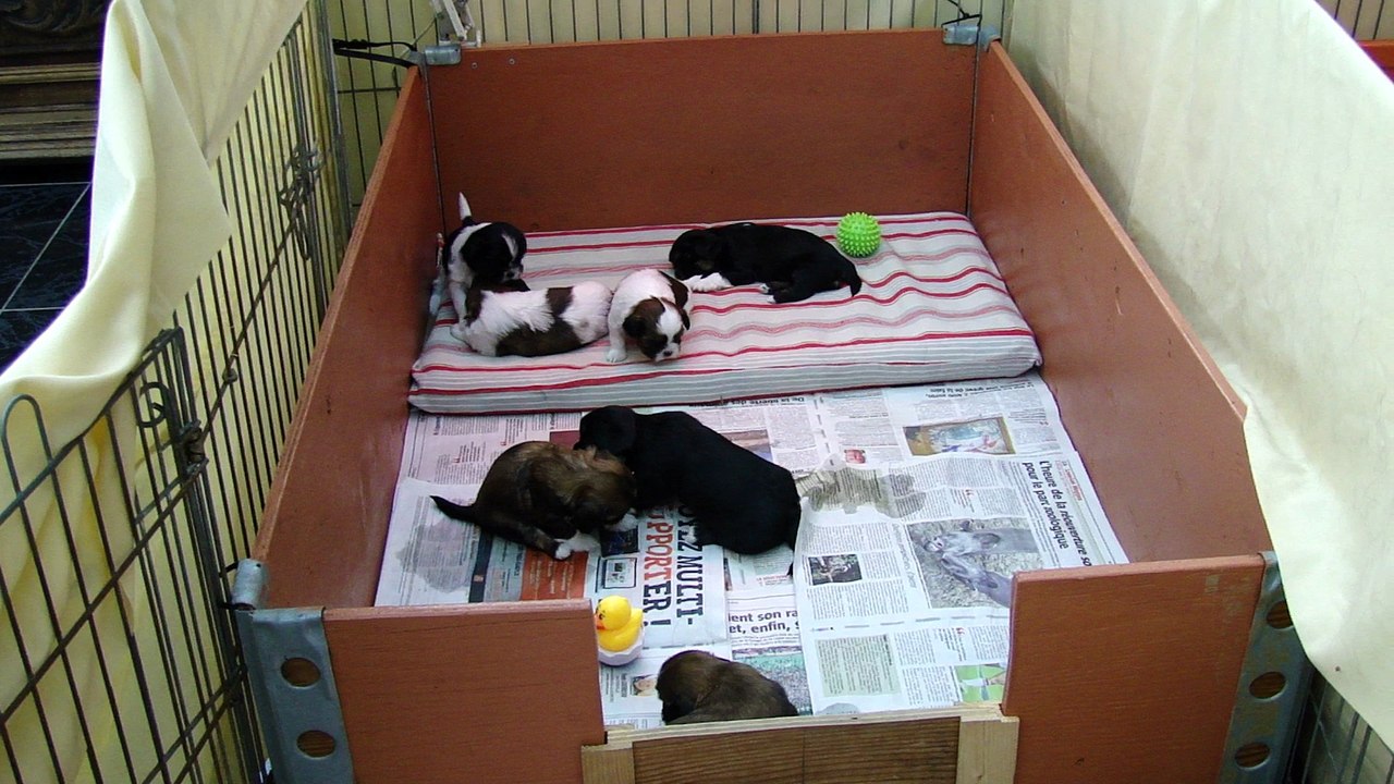 BB DE FALBALA ET DE HAYOS NES LE 26/01/2016