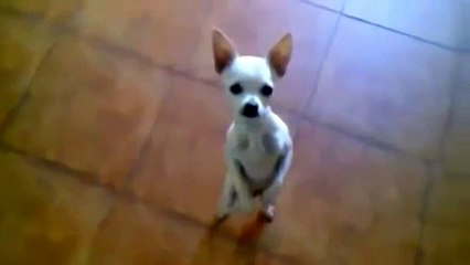 Funny Dogs Compilation 2014 - EPIC Videos!