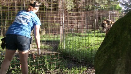 Angry Tiger VS Angry Lion