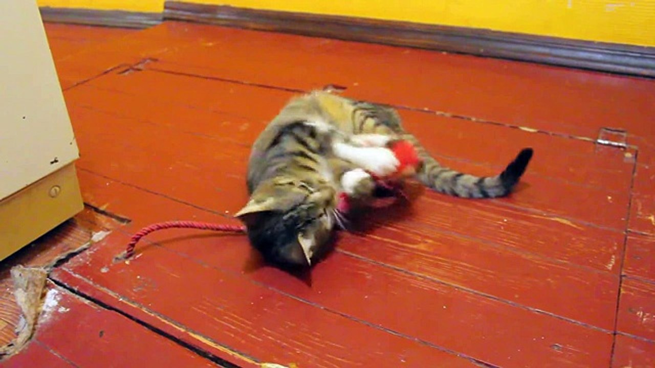 Cute & funny cat