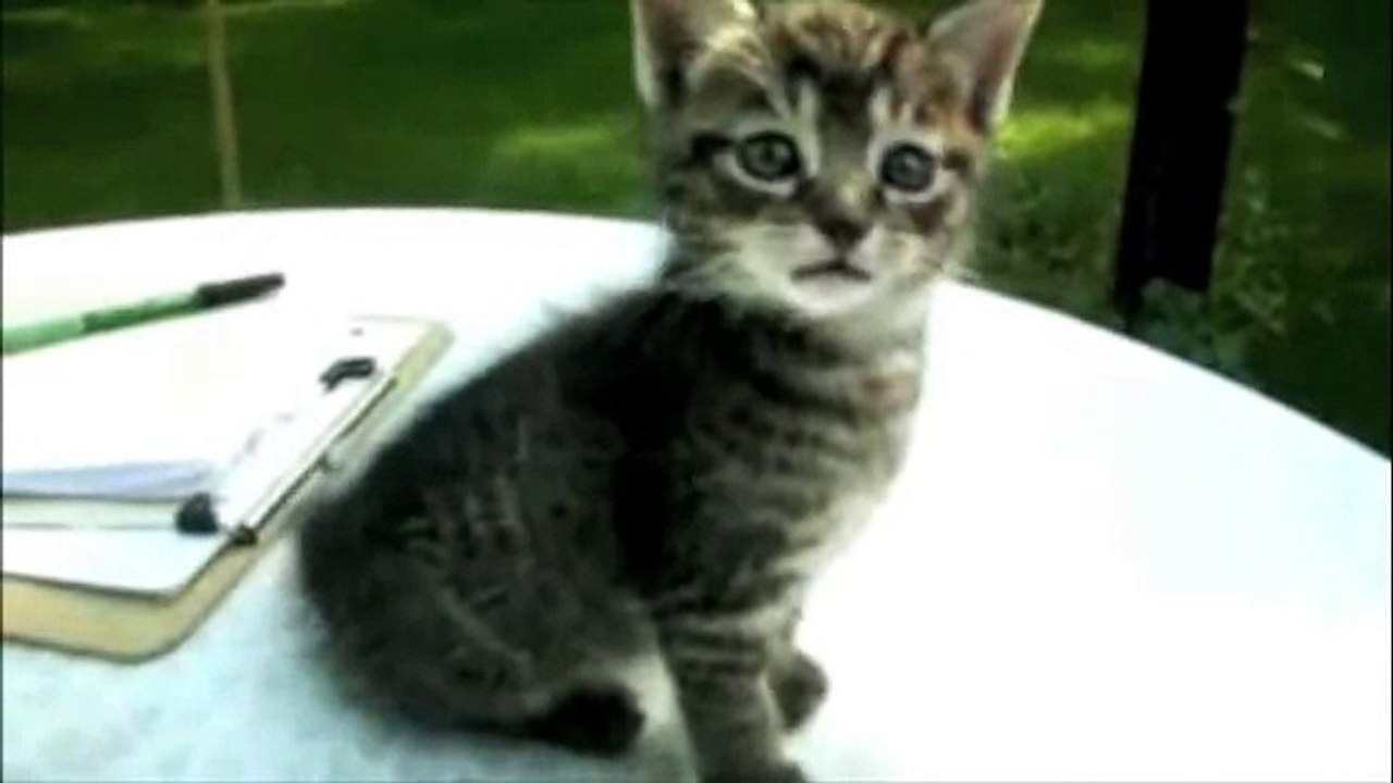 Funny Cat Compilation 2015