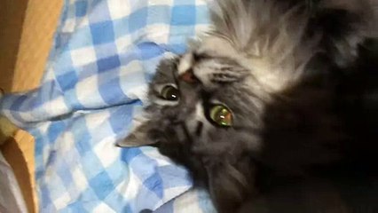 funny cat cute kitten 怒るねこ Cat to get angry