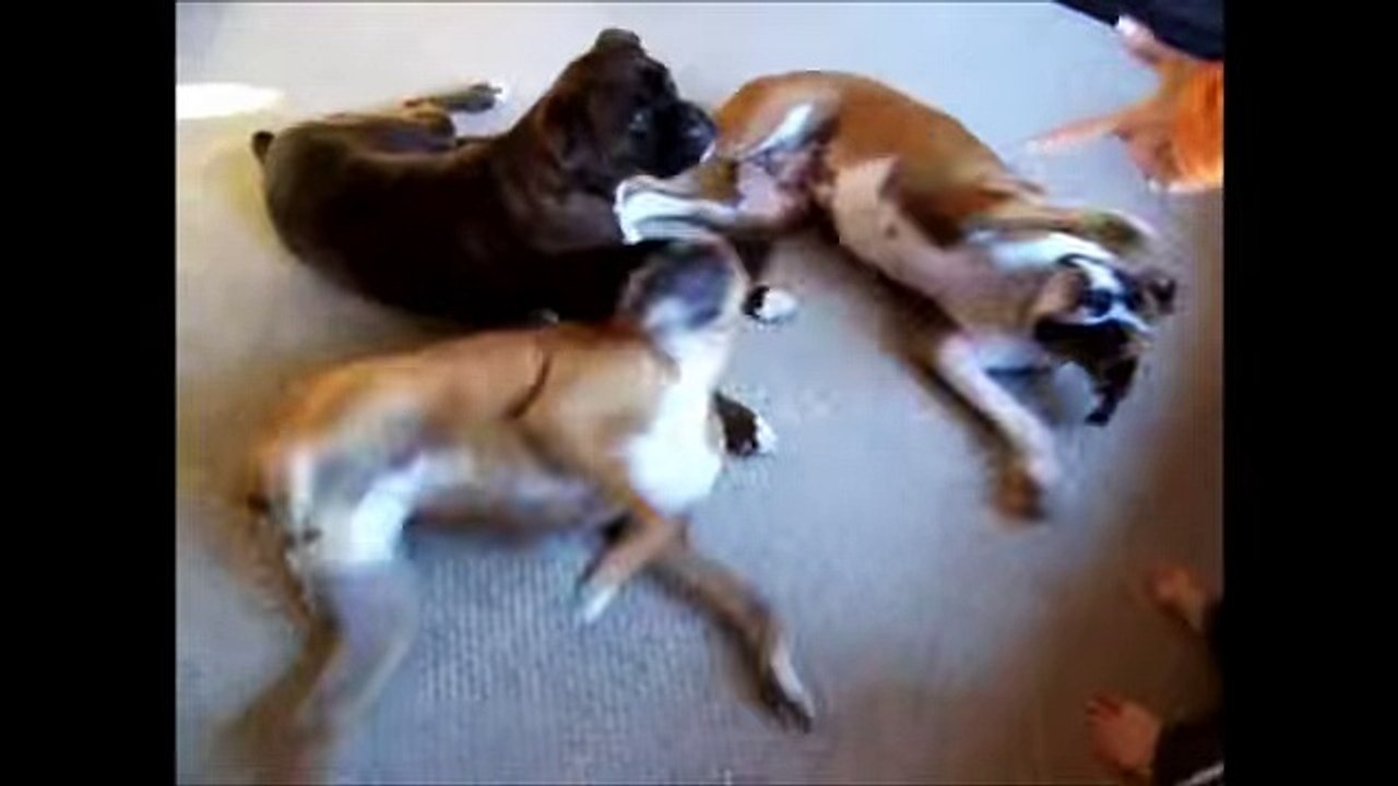Animals Playing Dead Super cute Compilation