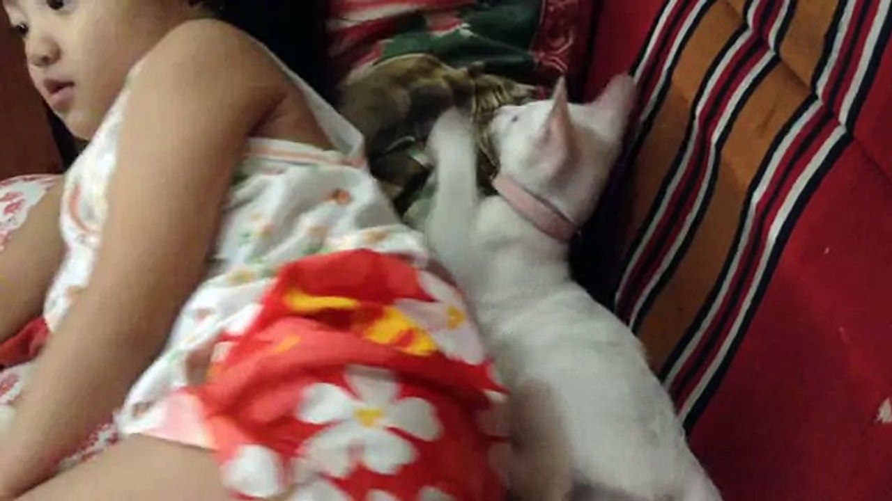 Funny Cat Video- Kitten playing (kitten vs kid)