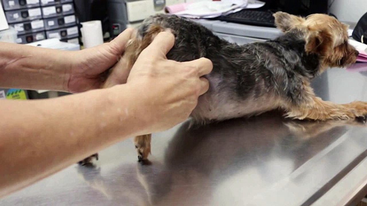 A Yorkshire Terrier has a right hip dislocation