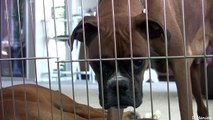 Cute 4 Week Old Boxer Puppies Playing