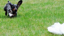High Prey Drive Training Program in Virginia! Dog Chases Animals, Bikes, Cars-