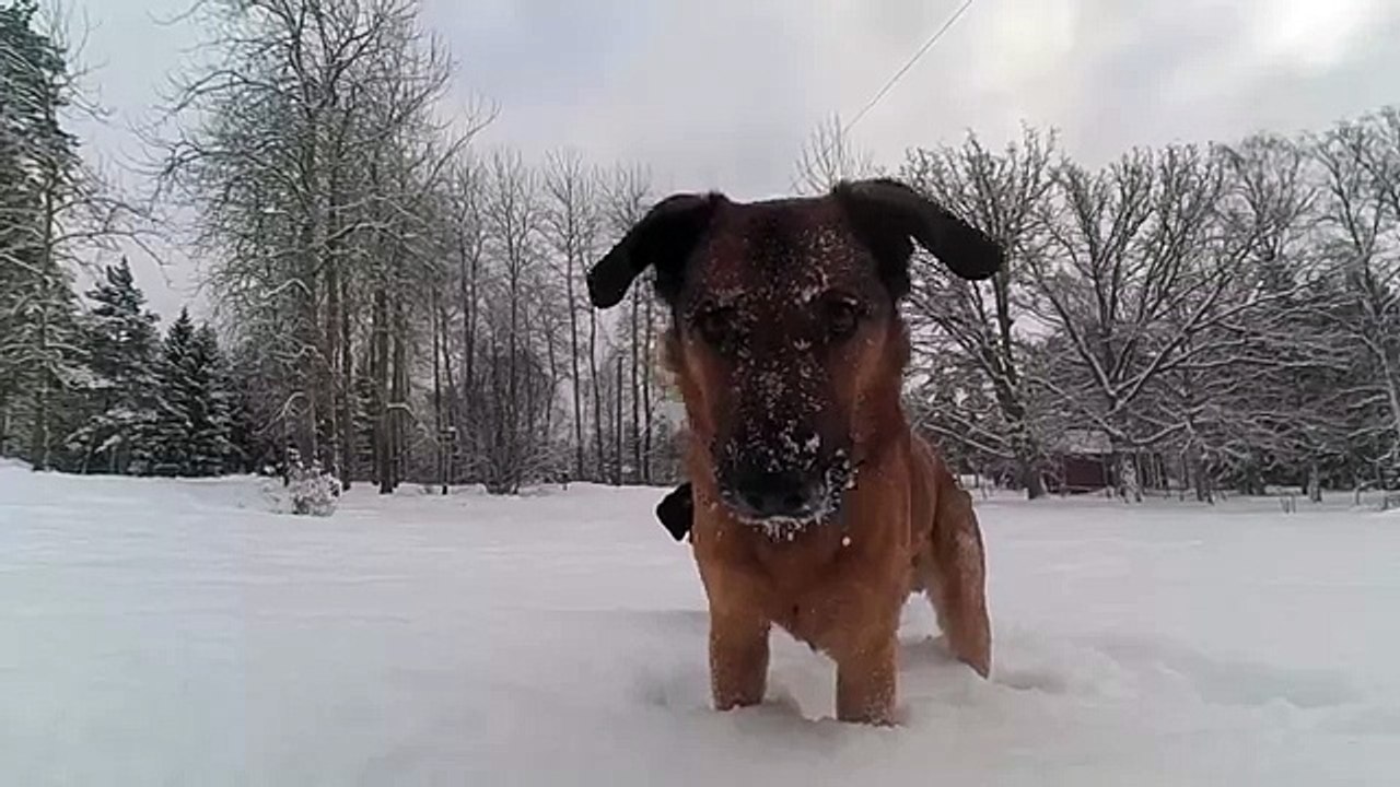 Jumping dog