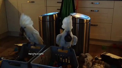 Cockatoo Scares Itself In Mirror