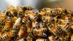 Ces chiffres vont vous montrer à quel point les abeilles sont en danger - DES CHIFFRES ET LE MONDE