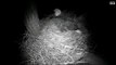 DECORAH EAGLES  1/9/2016  6:49 AM  CST   MOM AND DAD IN FOR EARLY VISIT