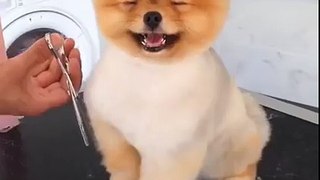 Lovely Dog Hairstyle - Cutest Puppy