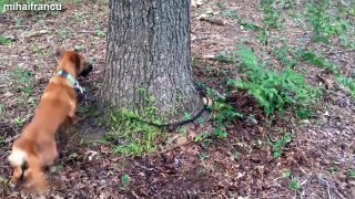 Funny Dogs Funny Animals Chasing Their Own Leash Compilation 2015 [NEW]