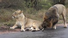 Lion Bites Lioness on the Bum and gets Smacked ! Kruger National Park