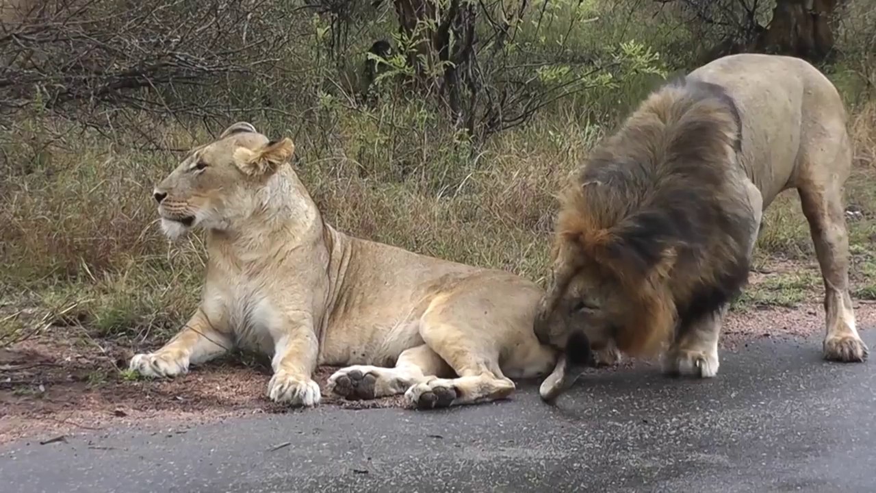 Lion Bites Lioness on the Bum and gets Smacked ! Kruger National Park
