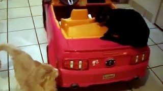 FUNNY CAT! Cat Fight for a Car!