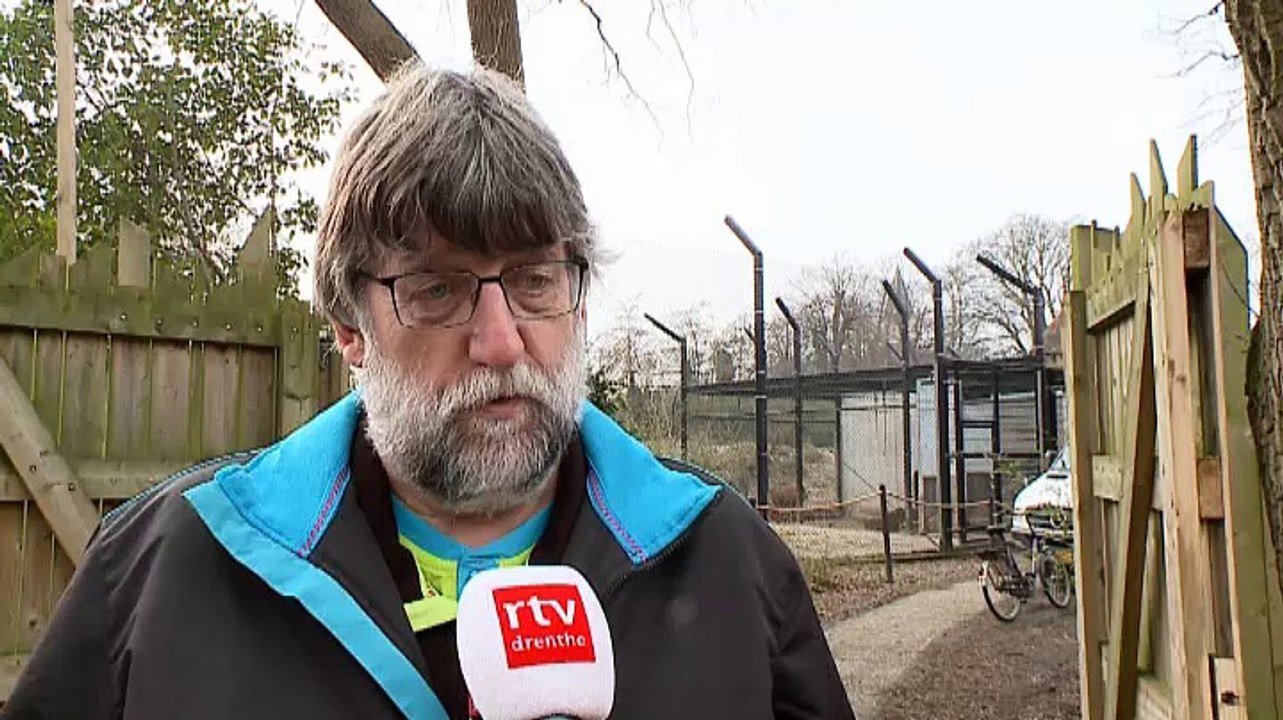 Spannende dag voor Wildlands: leeuwen verhuizen naar nieuw onderkomen - RTV Noord