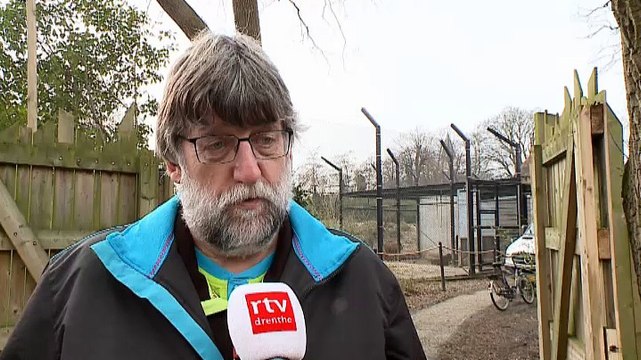 Spannende dag voor Wildlands: leeuwen verhuizen naar nieuw onderkomen - RTV Noord