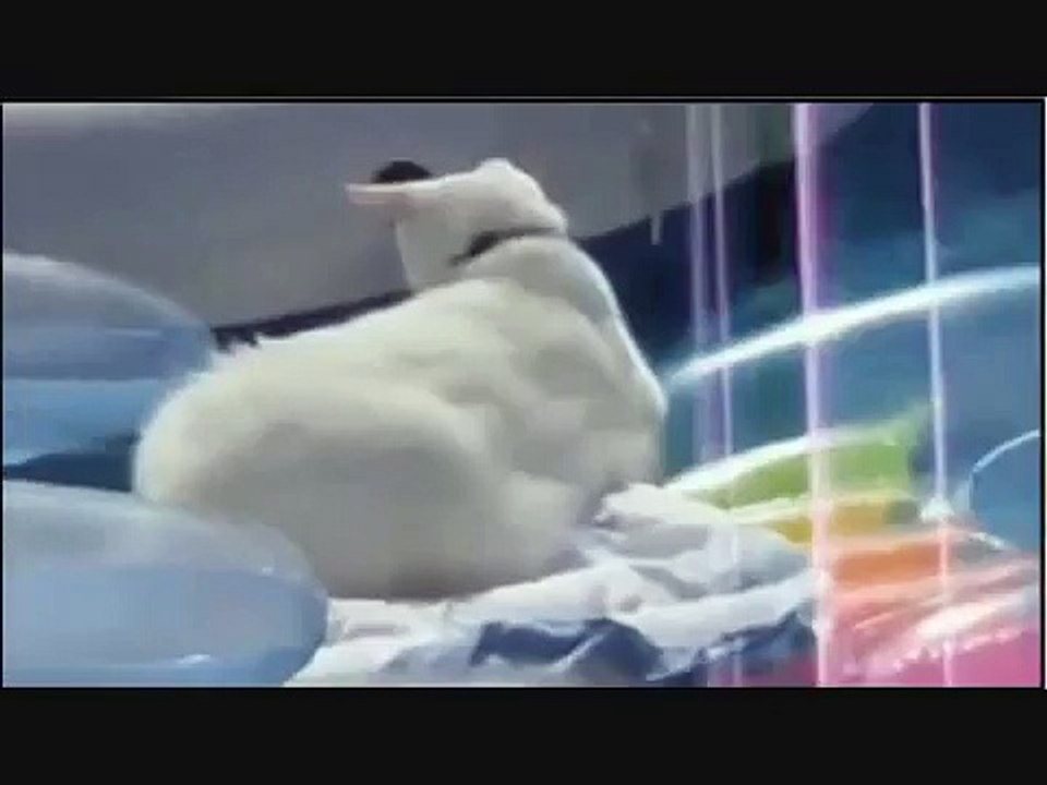 Funny Cat Pranks Clips